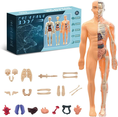 43-Piece Transparent Human Body Anatomy Model, Detachable Human Torso Model with Removable Realistic Organs & Complete Bone Parts for Medical Teaching & Biology Learning