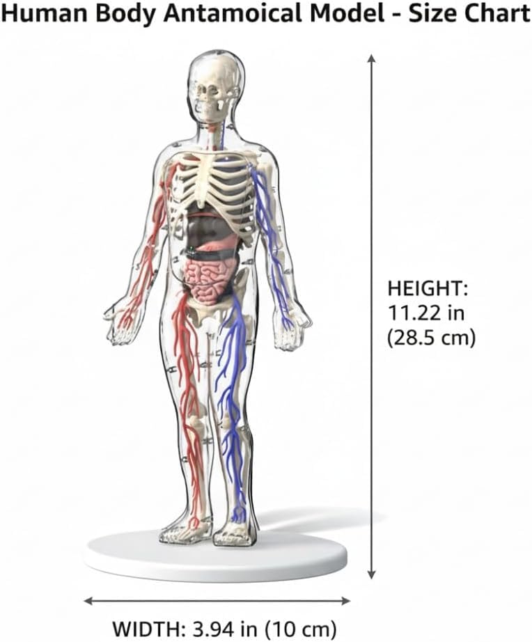 43-Piece Transparent Human Body Anatomy Model, Detachable Human Torso Model with Removable Realistic Organs & Complete Bone Parts for Medical Teaching & Biology Learning
