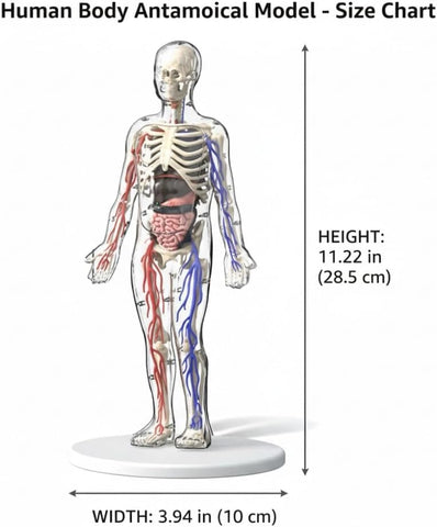 43-Piece Transparent Human Body Anatomy Model, Detachable Human Torso Model with Removable Realistic Organs & Complete Bone Parts for Medical Teaching & Biology Learning