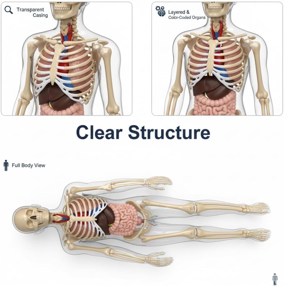 43-Piece Transparent Human Body Anatomy Model, Detachable Human Torso Model with Removable Realistic Organs & Complete Bone Parts for Medical Teaching & Biology Learning