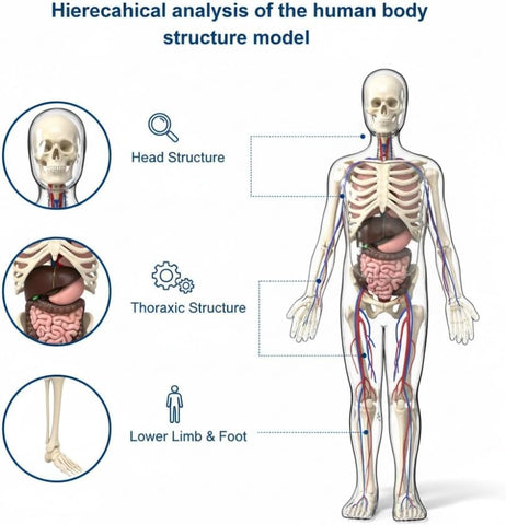 43-Piece Transparent Human Body Anatomy Model, Detachable Human Torso Model with Removable Realistic Organs & Complete Bone Parts for Medical Teaching & Biology Learning
