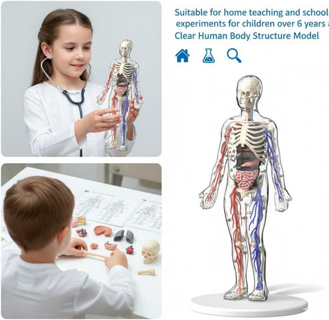 43-Piece Transparent Human Body Anatomy Model, Detachable Human Torso Model with Removable Realistic Organs & Complete Bone Parts for Medical Teaching & Biology Learning