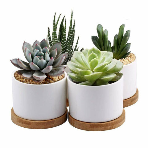 4 in succulent pot 4 Pack White Succulent Plant Pots,Mini 3.5in Ceramic Flower Pot with B – Housefibre
